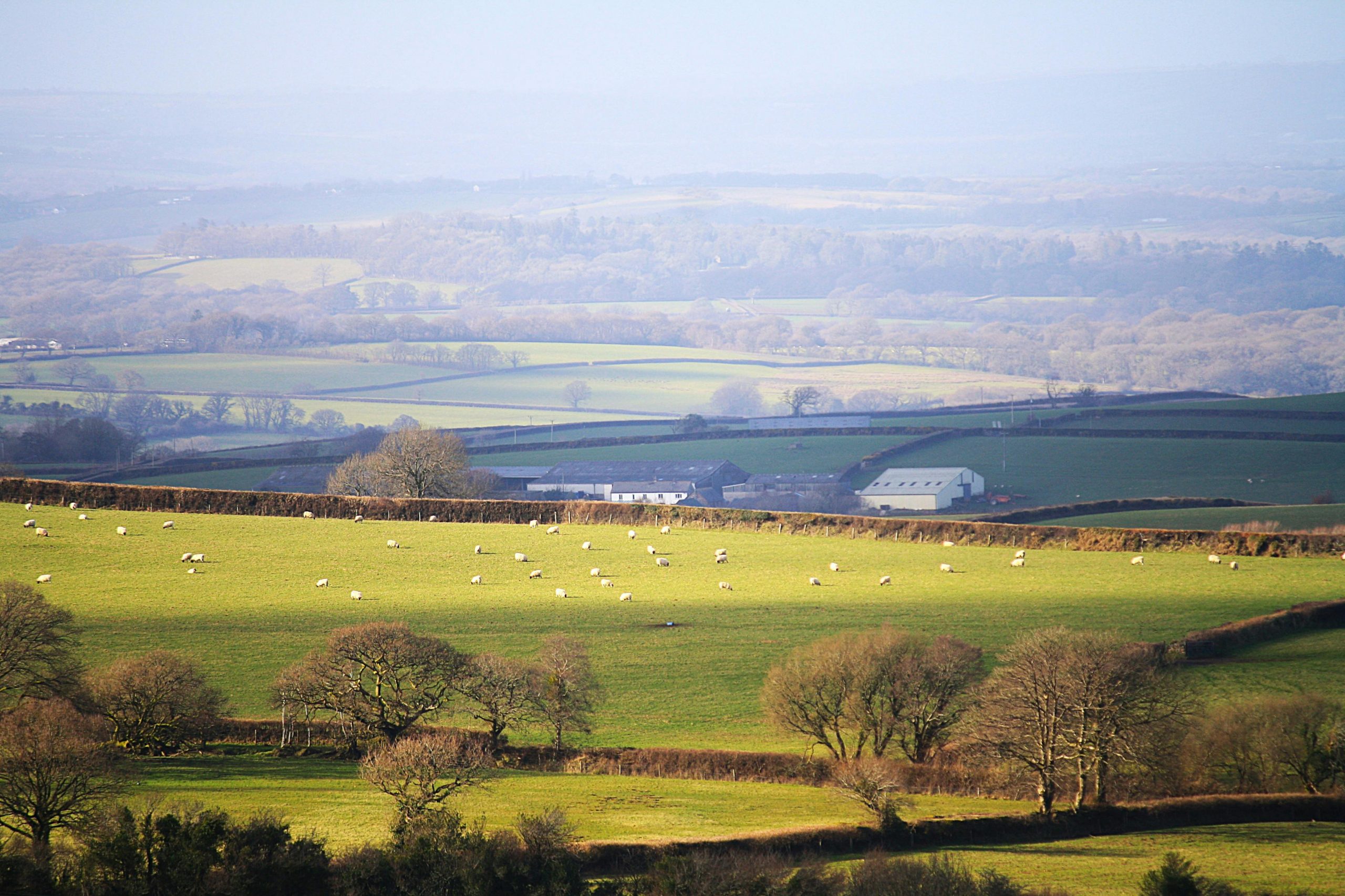 Explore the serene beauty of Dartmoor's rural landscape with lush green fields and grazing sheep.